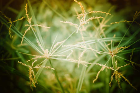 Brown  grass flower soft focus nature backgroundの写真素材