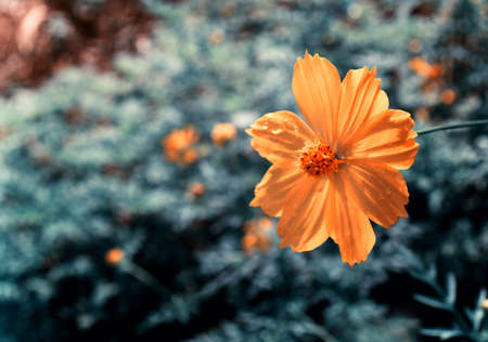 yellow cosmos blooming with blue bokeh backgroundの写真素材