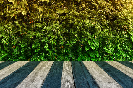 green tropical garden with  blue and white  teble  display,backdrop backgroundの写真素材