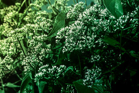 little white flower blooming   spring nature background の写真素材