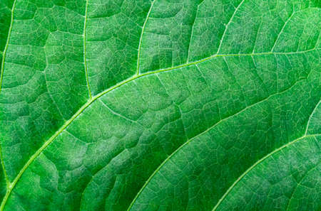 green leave  texture  background