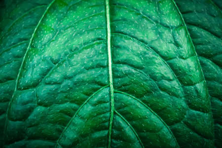 green leaf  with little  white  hair  texture backgroundの写真素材