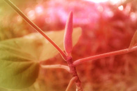 Soft focus pink wild flower blooming in natureの写真素材