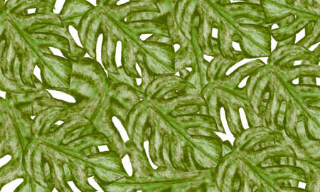 Green tropical leaves abstract spring,summer nature backgroundの写真素材