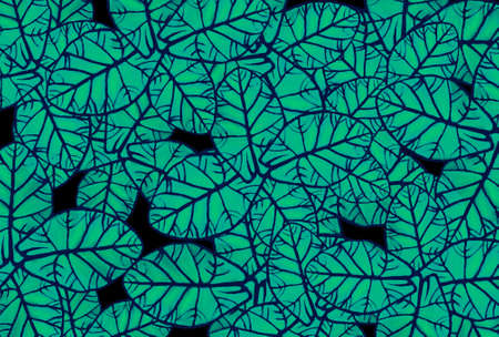 Blue  tropical leaves   background  abstract   spring,summer  nature backgroundの写真素材