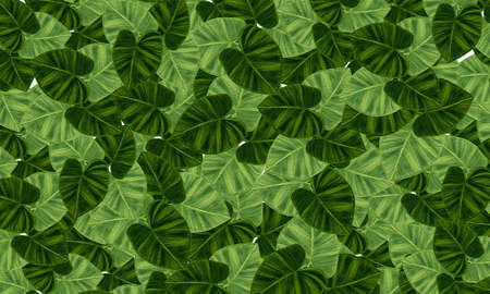 green tropical leaves fresh spring,relax nature wallpaper background