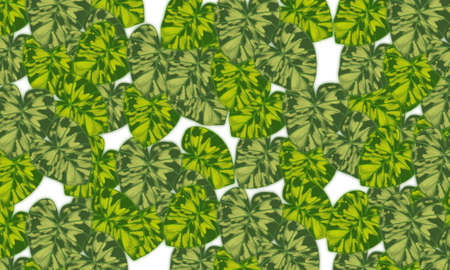 Green tropical leaves abstract spring,summer nature backgroundの写真素材