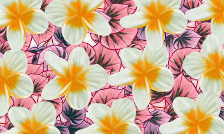 Tropical  green  leaves  and white spa  flower  nature     backgroundの写真素材