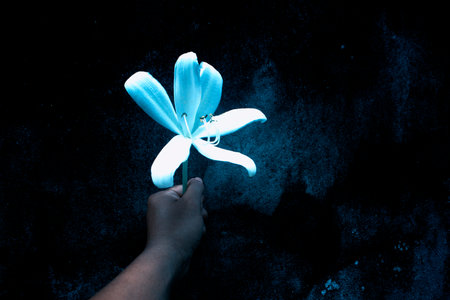 big white flower on dark wall  ,abstract hope concept backgroundの写真素材