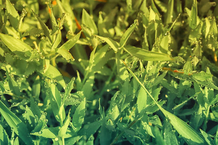 Fresh spring  green  grass with dew drops  nature backgroundの写真素材