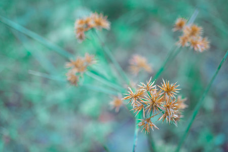 tropical grass  flower  blooming  relax spring nature wallpaper background