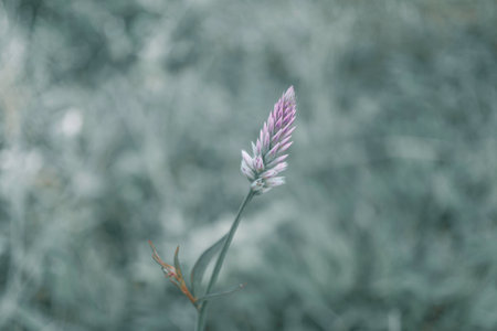 pink grass flower blooming spring nature backgroundの写真素材