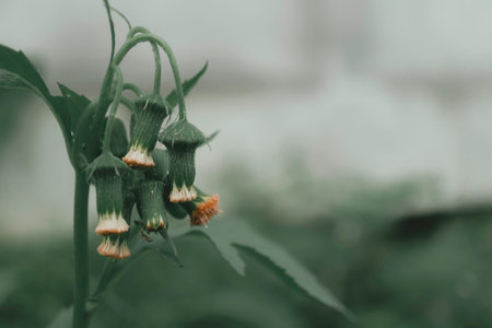 green and white ropical grass blooming in Thailandの写真素材