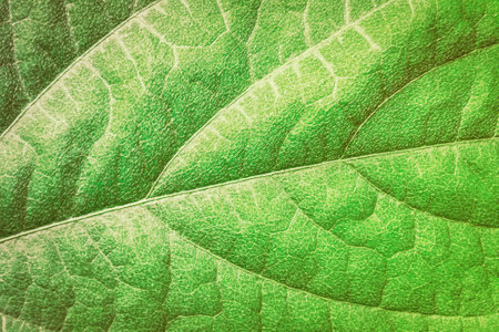 green leaf texture fresh spring nature backgroundの写真素材