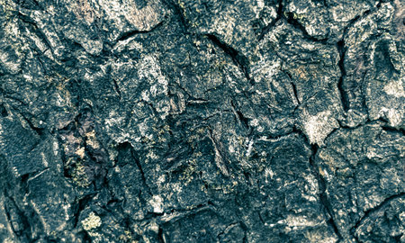 Bark of tree texture. Abstract background and texture for design.の写真素材