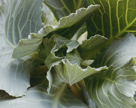 kale vegetable  green plantの写真素材