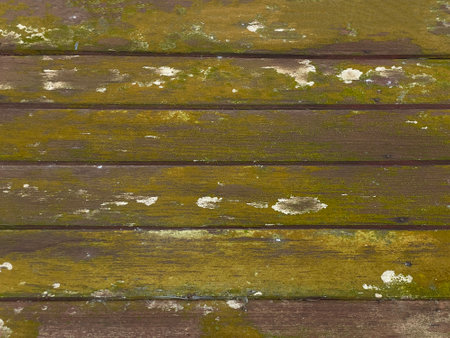 The old floorboards had mold and moss.の写真素材