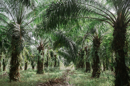 Oil palm plantation in Thailandの写真素材