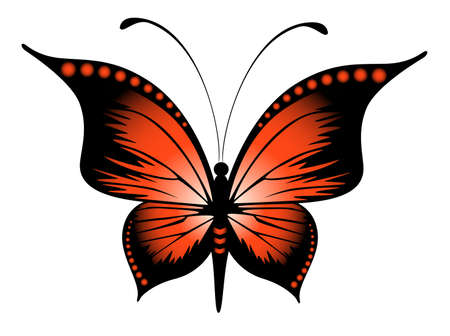 Beautiful butterflyの写真素材