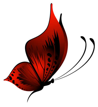 Beautiful butterflyの写真素材