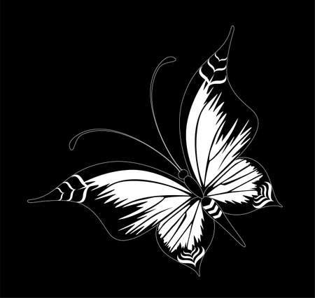 Beautiful butterflyの写真素材