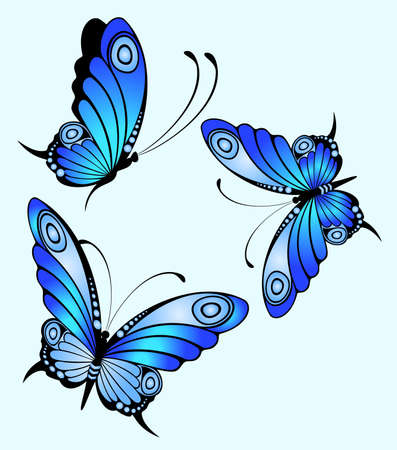 Beautiful butterflyの写真素材