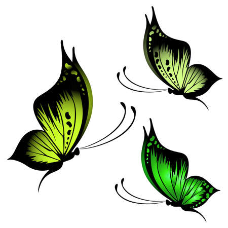 Beautiful butterflyのイラスト素材