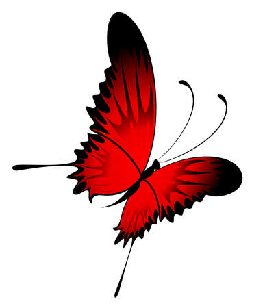 Beautiful butterflyの写真素材