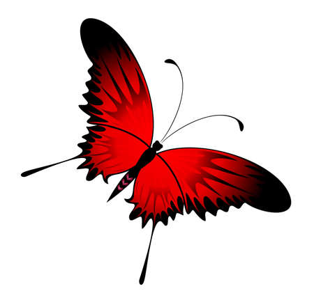 Beautiful butterflyの写真素材