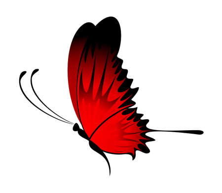 Beautiful butterflyの写真素材