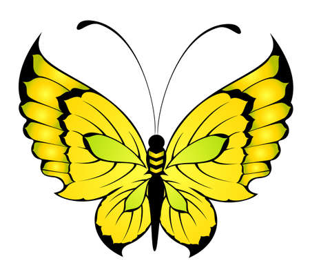 Beautiful tropical butterflyの写真素材