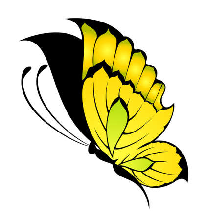 Beautiful tropical butterflyの写真素材