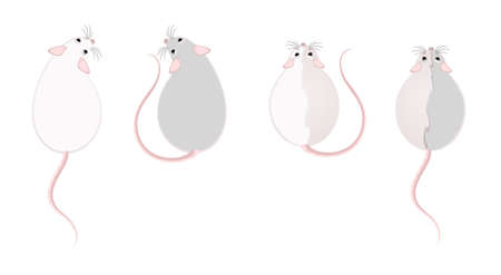 Lovely fluffy mice on a white backgroundの写真素材