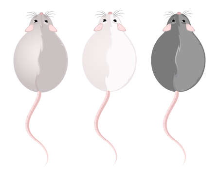 Lovely fluffy mice on a white backgroundの写真素材