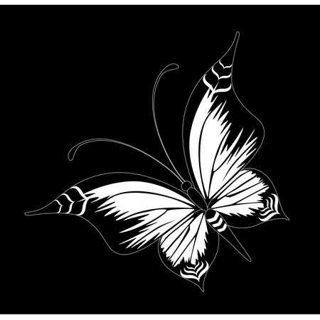 Beautiful tropical butterflyのイラスト素材