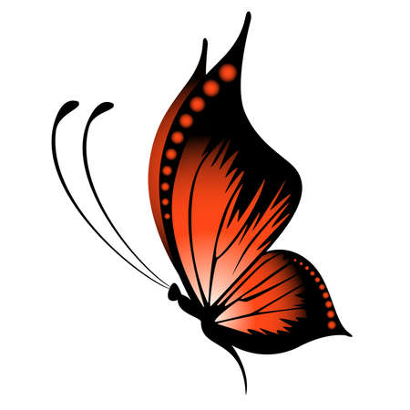 Beautiful tropical butterflyのイラスト素材