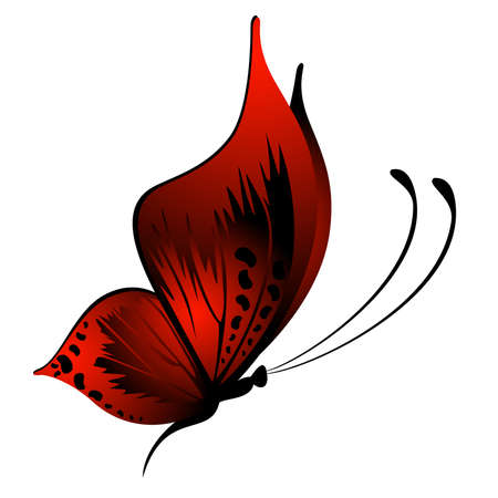 Beautiful tropical butterflyのイラスト素材