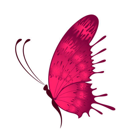 Beautiful tropical butterflyの写真素材