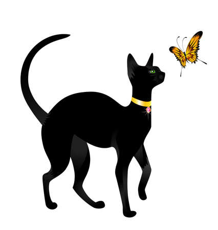 Beautiful black cat on a white background with the butterflyの写真素材