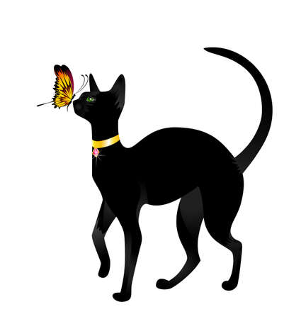 Beautiful black cat on a white background with the butterflyの写真素材