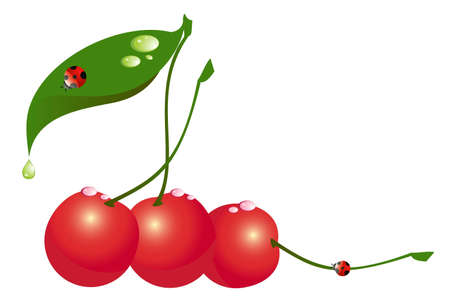 Beautiful bright cards with the image of cherryの写真素材
