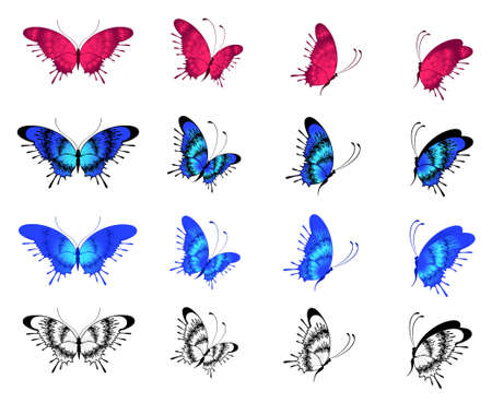 Beautiful butterflyの写真素材