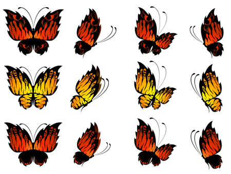 Beautiful butterflyの写真素材