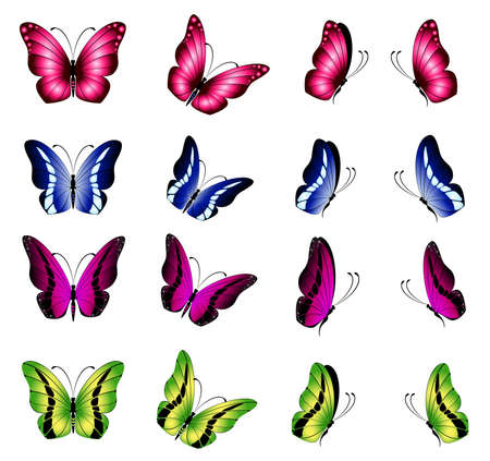Beautiful butterflyの写真素材