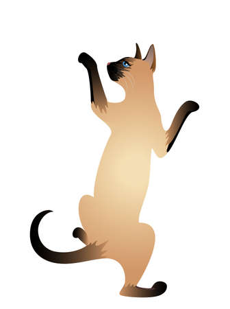  Beautiful black cat on a white backgroundの写真素材