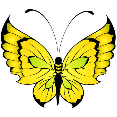 beautiful tropical butterflyのイラスト素材