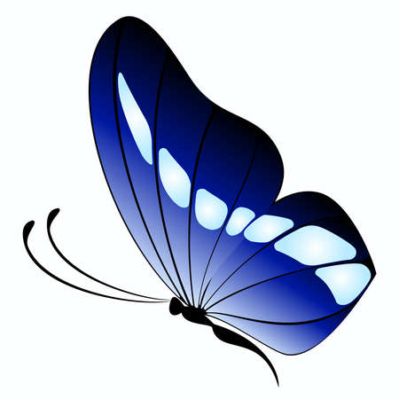 beautiful tropical butterflyのイラスト素材