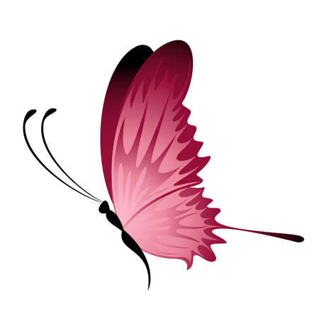 beautiful tropical butterflyのイラスト素材