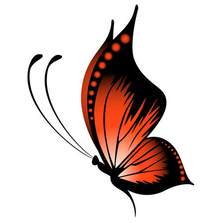 beautiful tropical butterflyのイラスト素材