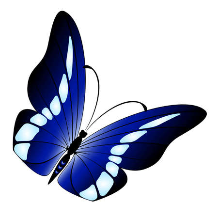 beautiful tropical butterflyのイラスト素材